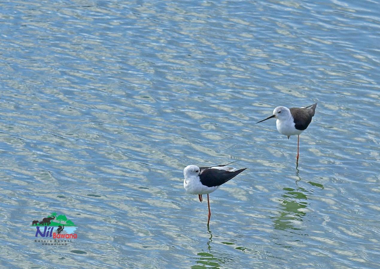 Nil Bawana Nature Resort Удавалаве Экстерьер фото